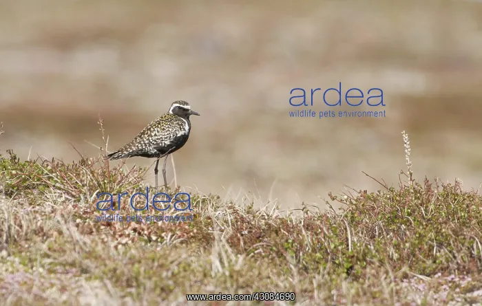  : American golden plover in tundra