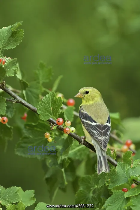 : American Goldfinch : American Goldfinch
