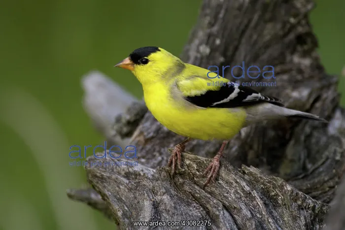 : American Goldfinch : American Goldfinch
