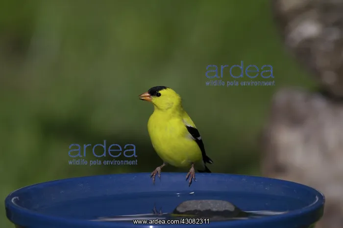 : American Goldfinch : American Goldfinch