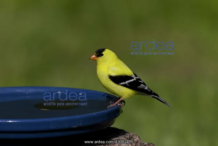 : American Goldfinch : American Goldfinch