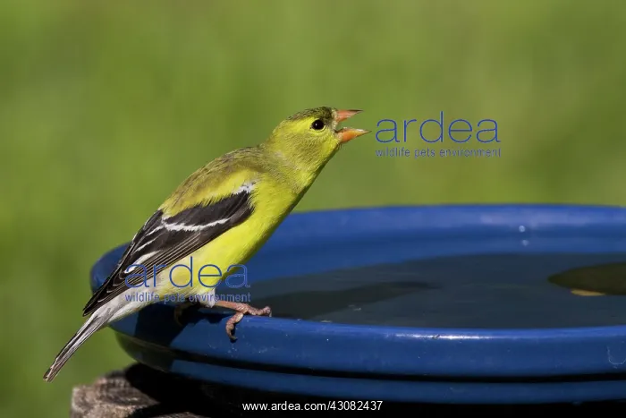: American Goldfinch : American Goldfinch