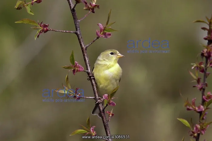 : American Goldfinch : American Goldfinch