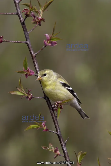 : American Goldfinch : American Goldfinch