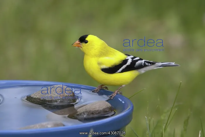 : American Goldfinch : American Goldfinch