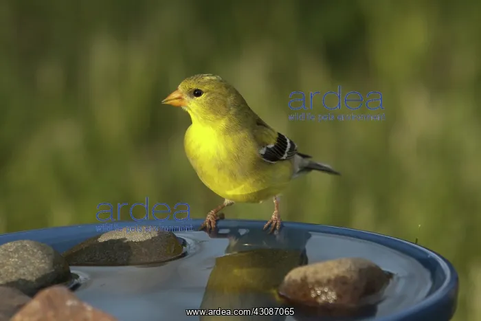 : American Goldfinch : American Goldfinch