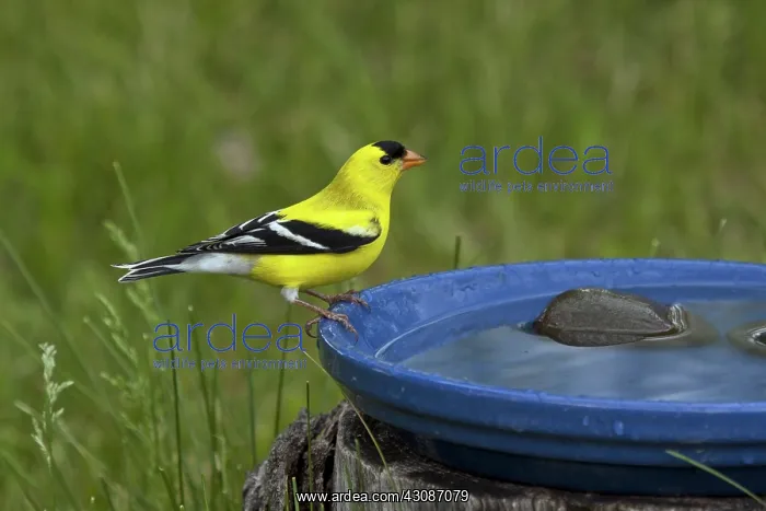 : American Goldfinch : American Goldfinch