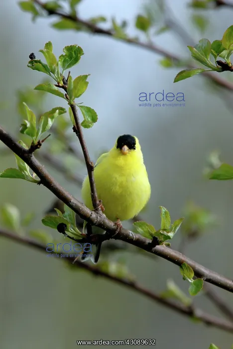 : American Goldfinch : American Goldfinch
