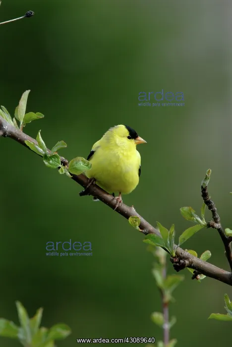 : American Goldfinch : American Goldfinch