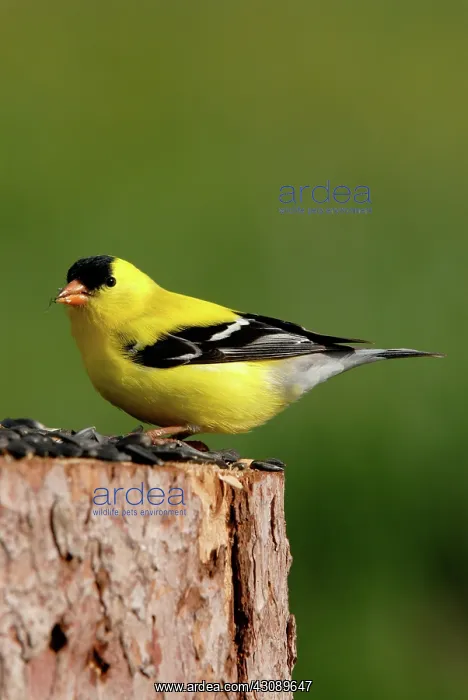 : American Goldfinch : American Goldfinch
