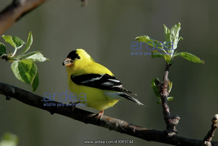 : American Goldfinch : American Goldfinch