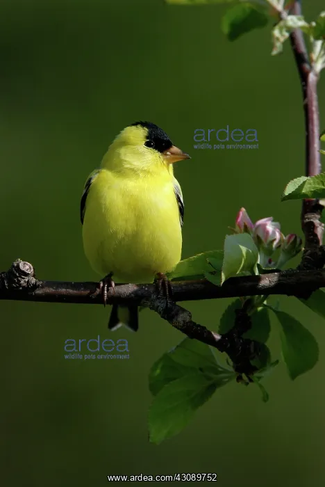 : American Goldfinch : American Goldfinch