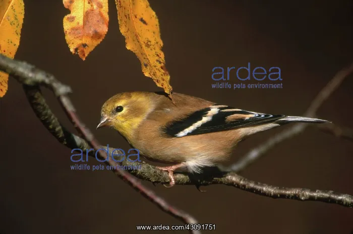 : American Goldfinch : American Goldfinch