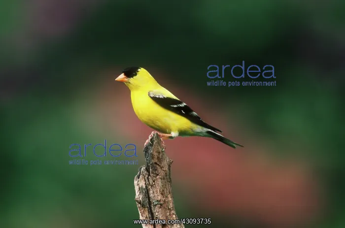 : American Goldfinch : American Goldfinch