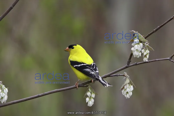 : American Goldfinch : American Goldfinch