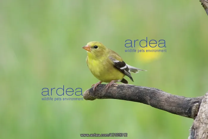 : American Goldfinch : American Goldfinch