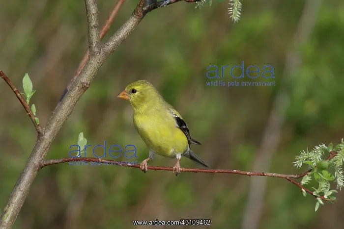 : American Goldfinch : American Goldfinch