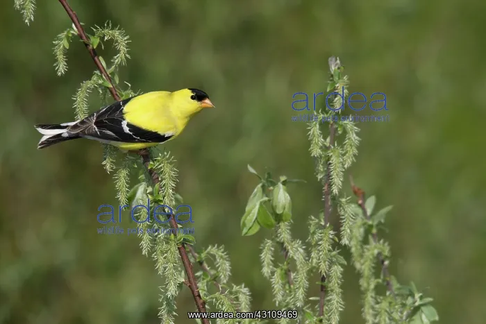 : American Goldfinch : American Goldfinch