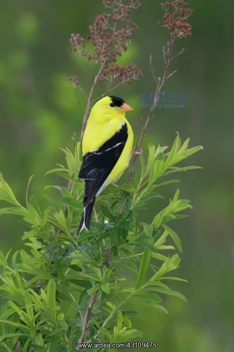 : American Goldfinch : American Goldfinch