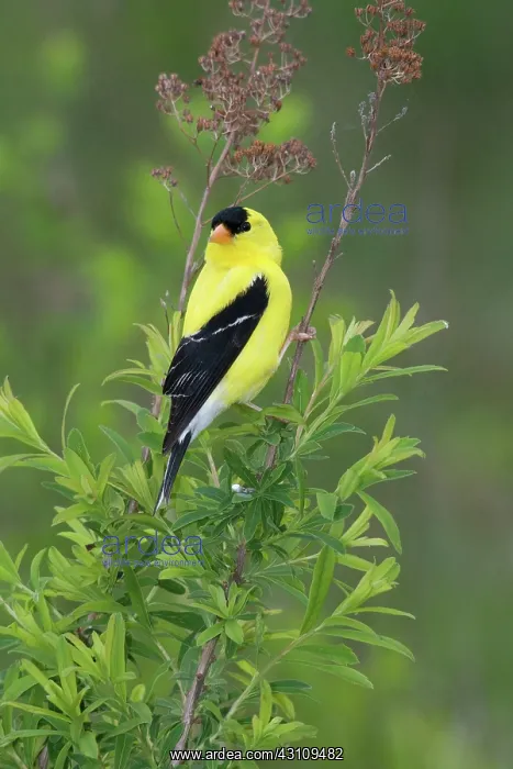 : American Goldfinch : American Goldfinch