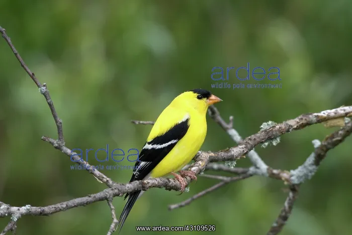 : American Goldfinch : American Goldfinch