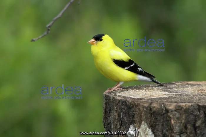 : American Goldfinch : American Goldfinch