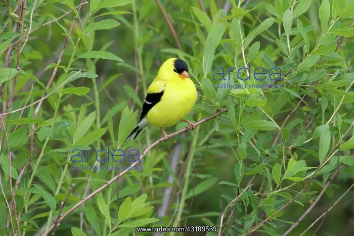 : American Goldfinch : American Goldfinch