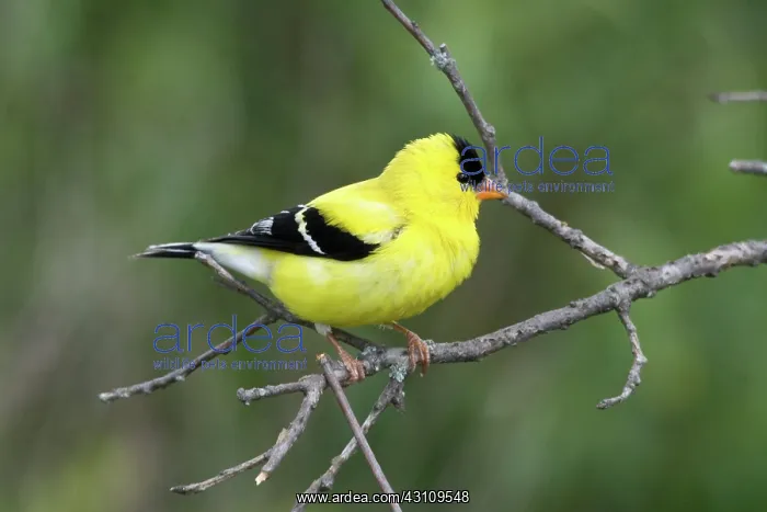 : American Goldfinch : American Goldfinch