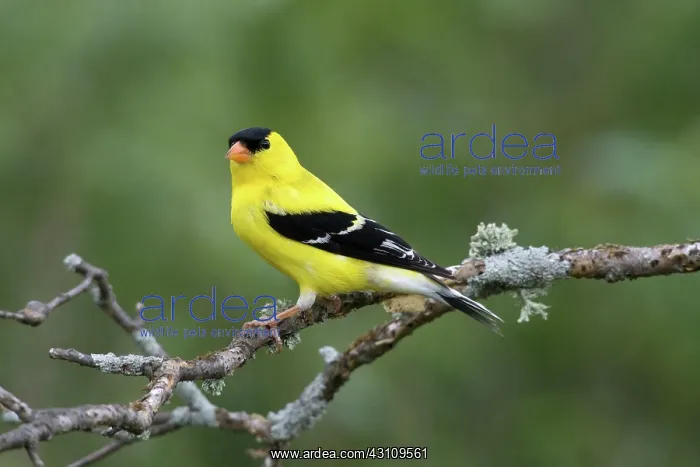 : American Goldfinch : American Goldfinch