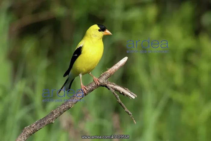 : American Goldfinch : American Goldfinch