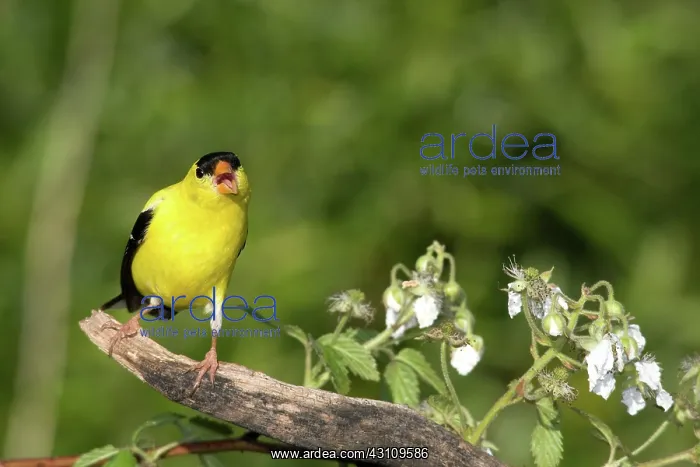 : American Goldfinch : American Goldfinch