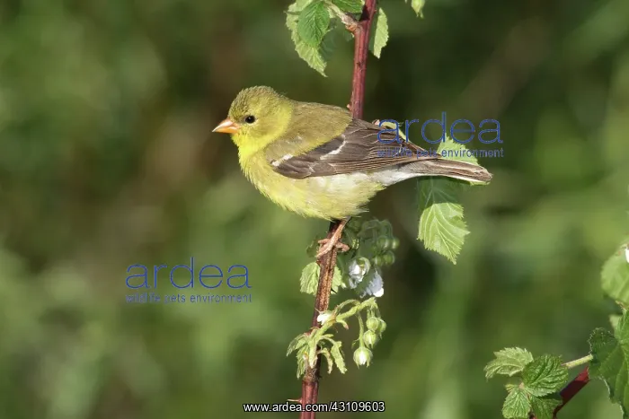 : American Goldfinch : American Goldfinch