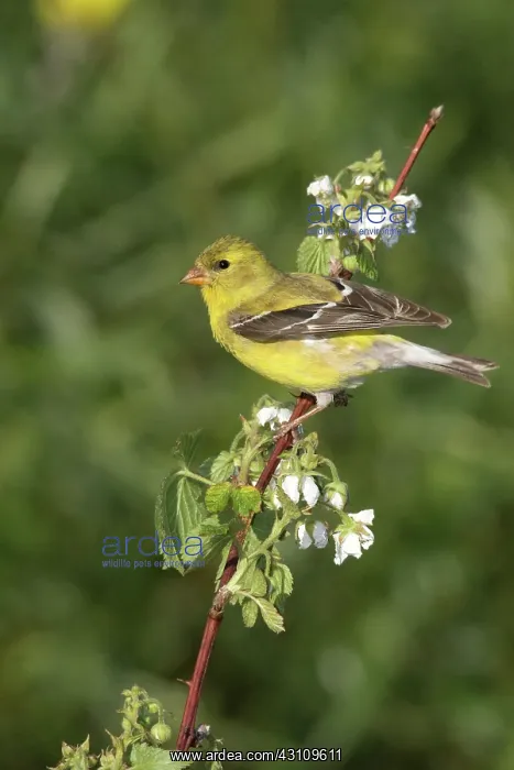 : American Goldfinch : American Goldfinch