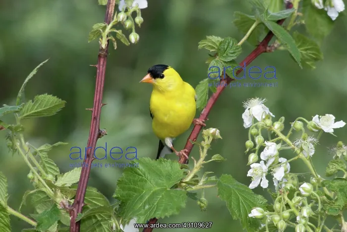 : American Goldfinch : American Goldfinch