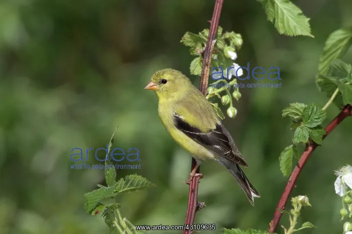 : American Goldfinch : American Goldfinch