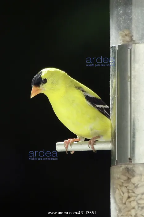 : American Goldfinch : American Goldfinch