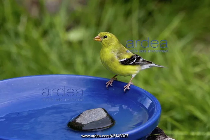 : American Goldfinch : American Goldfinch