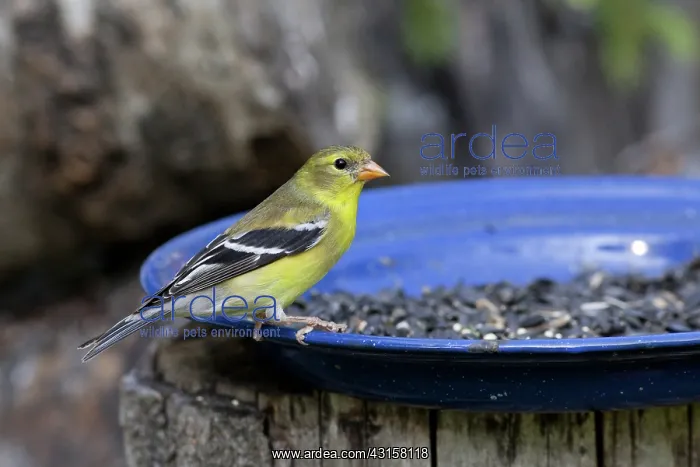 : American Goldfinch : American Goldfinch