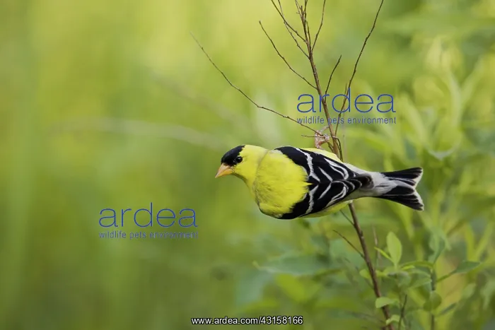 : American Goldfinch : American Goldfinch
