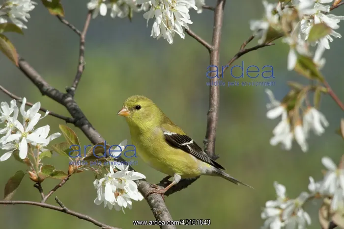 : American Goldfinch : American Goldfinch