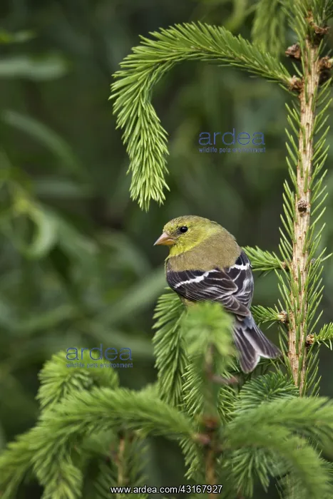 : American Goldfinch : American Goldfinch
