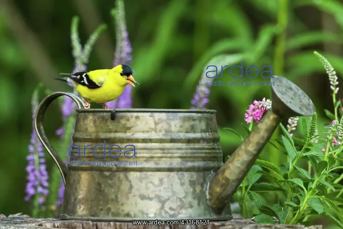 : American Goldfinch : American Goldfinch