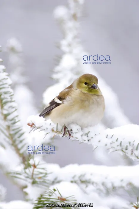 : American Goldfinch (Carduelis tristis) : American Goldfinch (Carduelis tristis)