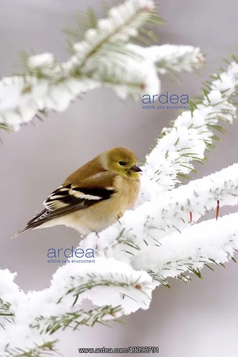 : American Goldfinch (Carduelis tristis) : American Goldfinch (Carduelis tristis)