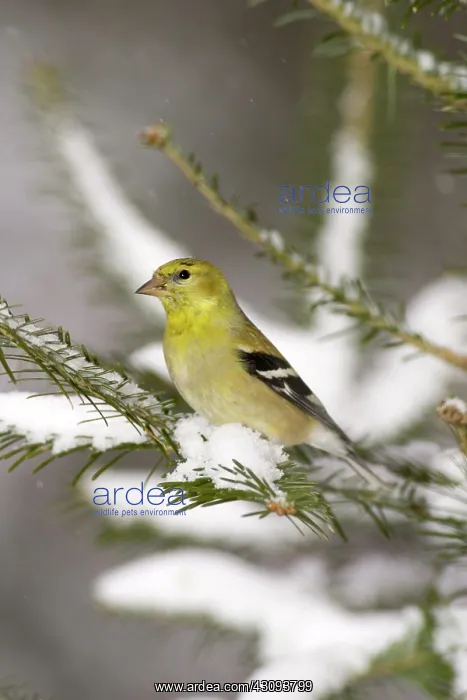 : American Goldfinch (Carduelis tristis) : American Goldfinch (Carduelis tristis)