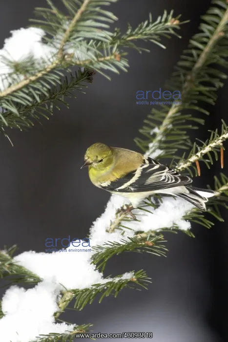 : American Goldfinch (Carduelis tristis) : American Goldfinch (Carduelis tristis)