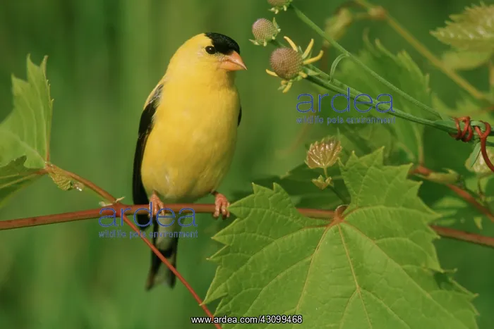 : American Goldfinch (Carduelis tristis) : American Goldfinch (Carduelis tristis)
