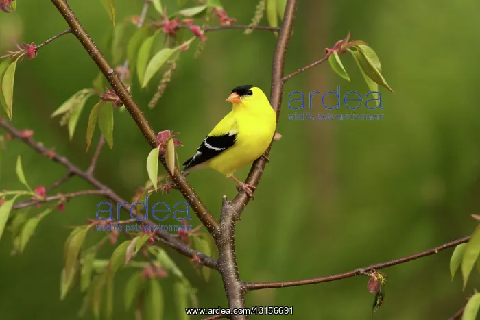 : American Goldfinch (Carduelis tristis) : American Goldfinch (Carduelis tristis)
