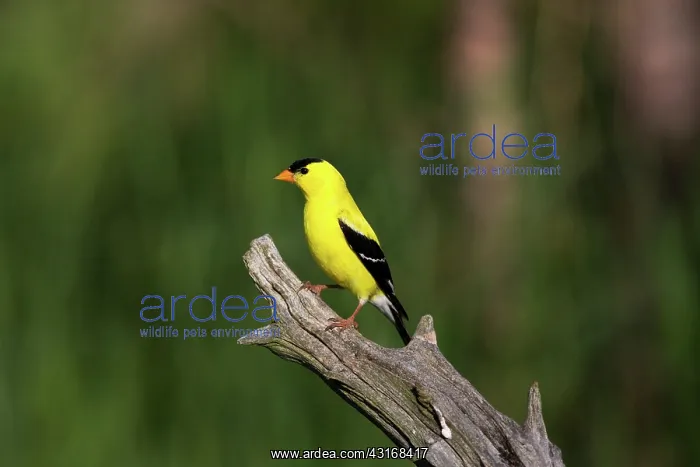 : American Goldfinch (Carduelis tristis) : American Goldfinch (Carduelis tristis)
