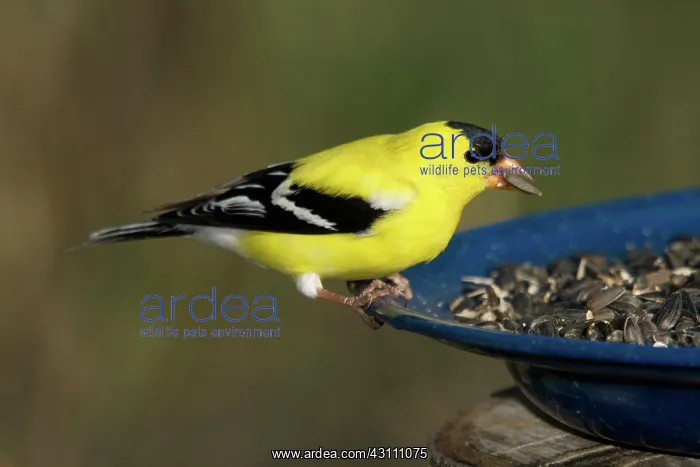 : American Goldfinch Eats Sunflower Seeds : American Goldfinch Eats Sunflower Seeds